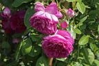 Zwerg-Kletterrose Starlet®-Rose 'Melina' ® - Rosa Starlet®-Rose 'Melina' ®