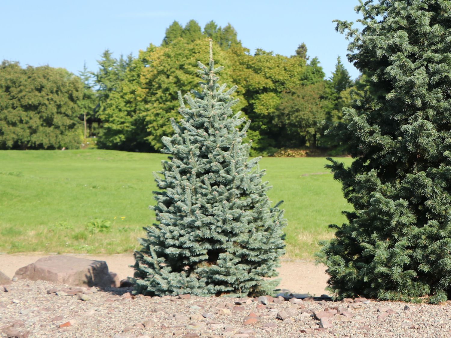 Zwerg-Korktanne 'Compacta'