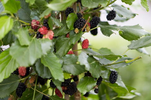 Zwerg-Maulbeere 'Mojo Berry' - Morus rotundiloba 'Mojo Berry'