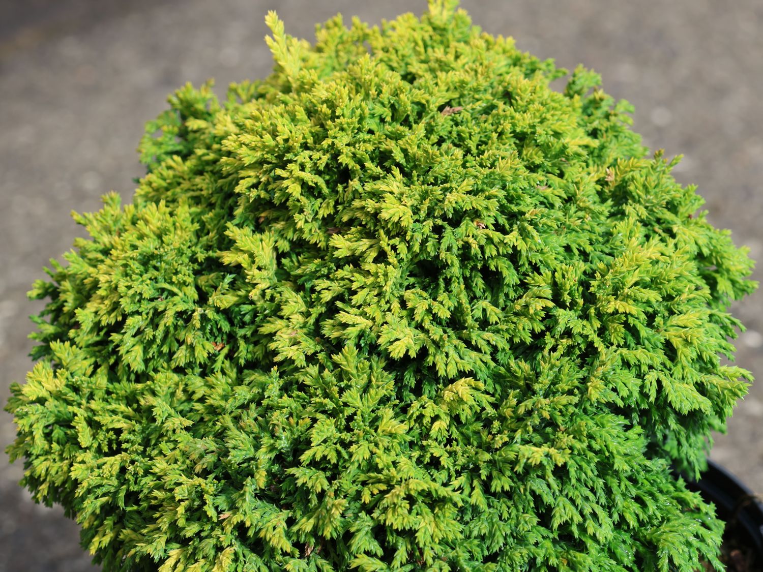 Zwerg-Mooszypresse 'Plumosa Aurea Compacta'