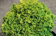Zwerg-Mooszypresse 'Plumosa Aurea Compacta'