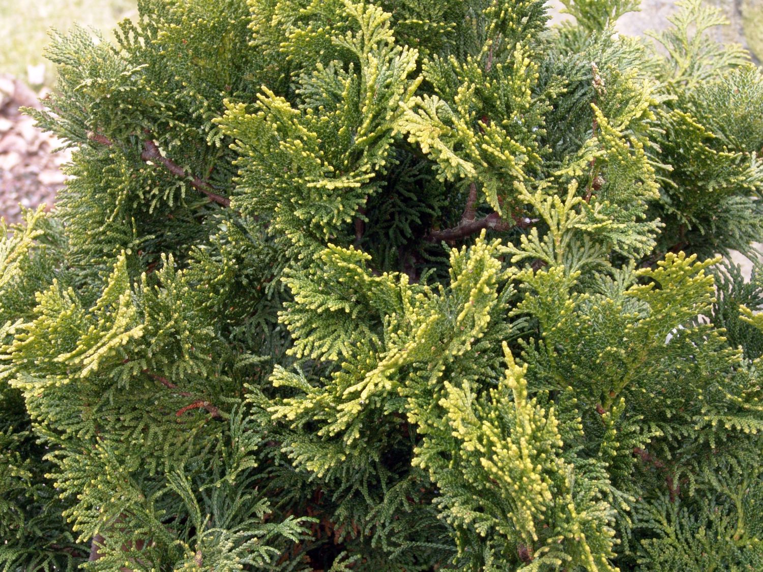 Scheinzypressen (Chamaecyparis)