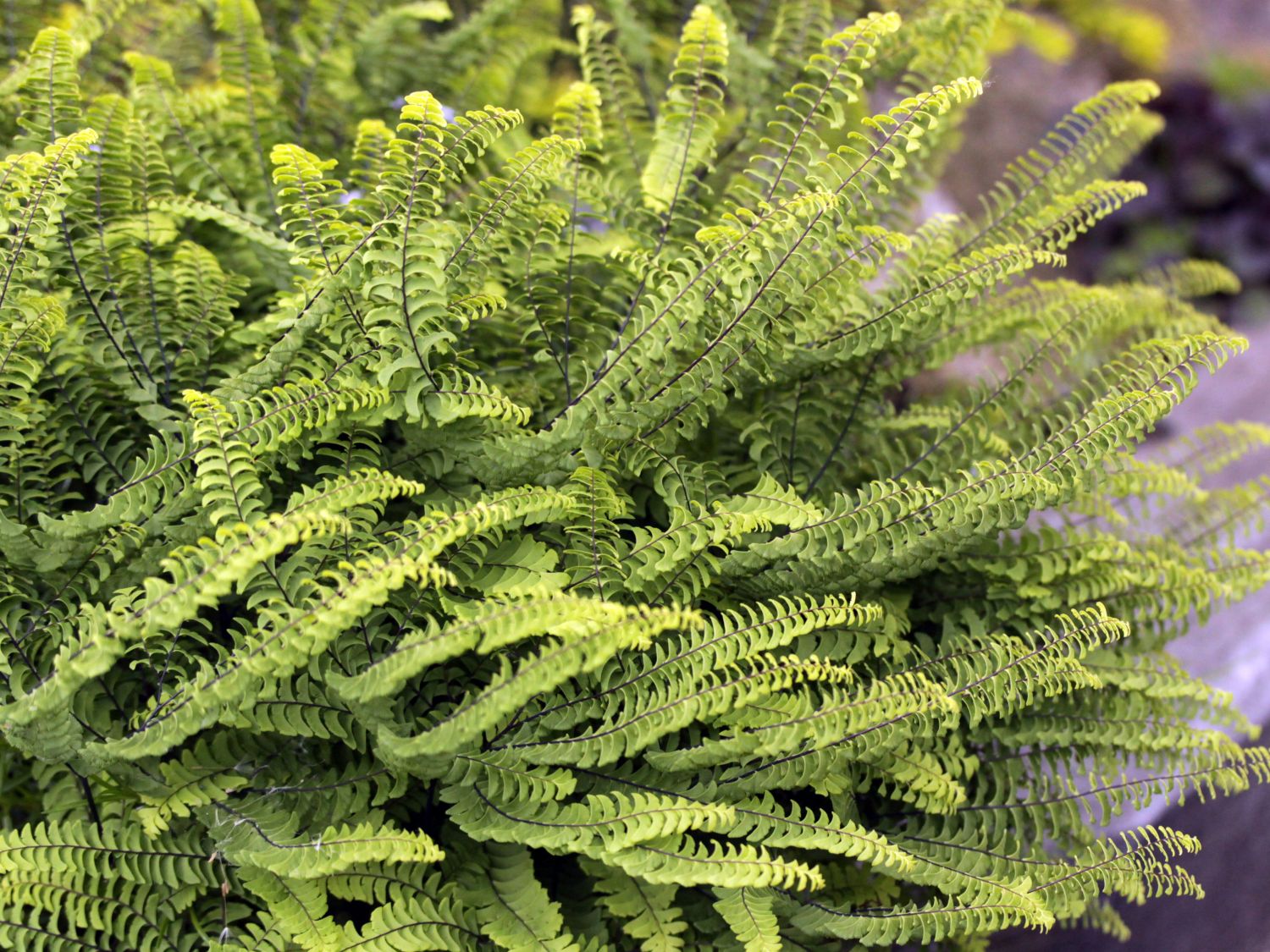 Zwerg-Pfauenrad-Frauenhaarfarn 'Miss Sharples'