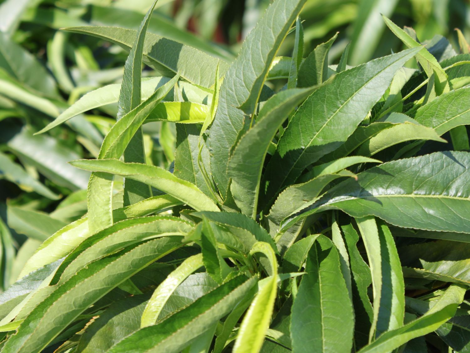 Pfirsich (Zwergform) - Prunus persica var. persica (Zwergform)