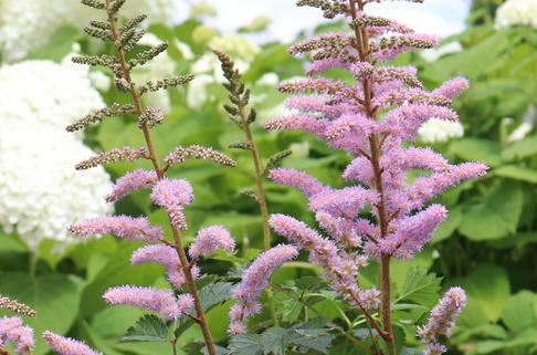 Zwerg-Prachtspiere - Astilbe chinensis var. pumila