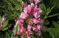 Zwerg-Rhododendron 'Bloombux' ® (Magenta)