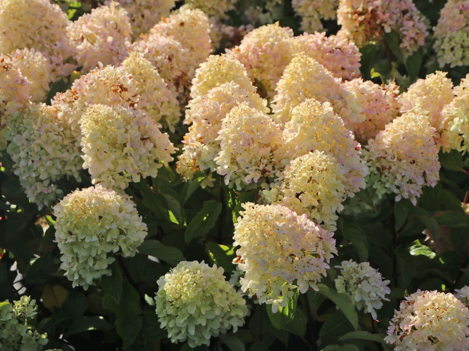 Zwerg-Rispenhortensie 'Little Fraise' - Hydrangea paniculata 'Little Fraise'