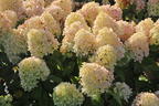 Zwerg-Rispenhortensie 'Little Fraise' - Hydrangea paniculata 'Little Fraise'