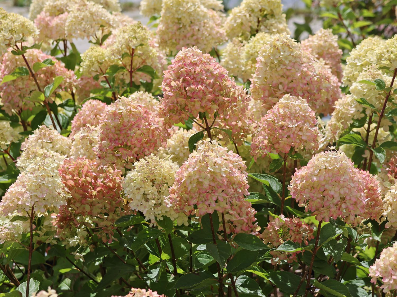 Zwerg-Rispenhortensie 'Little Lime' - Hydrangea paniculata 'Little Lime'
