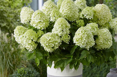 Zwerg-Rispenhortensie 'Little Spooky' - Hydrangea paniculata 'Little Spooky'