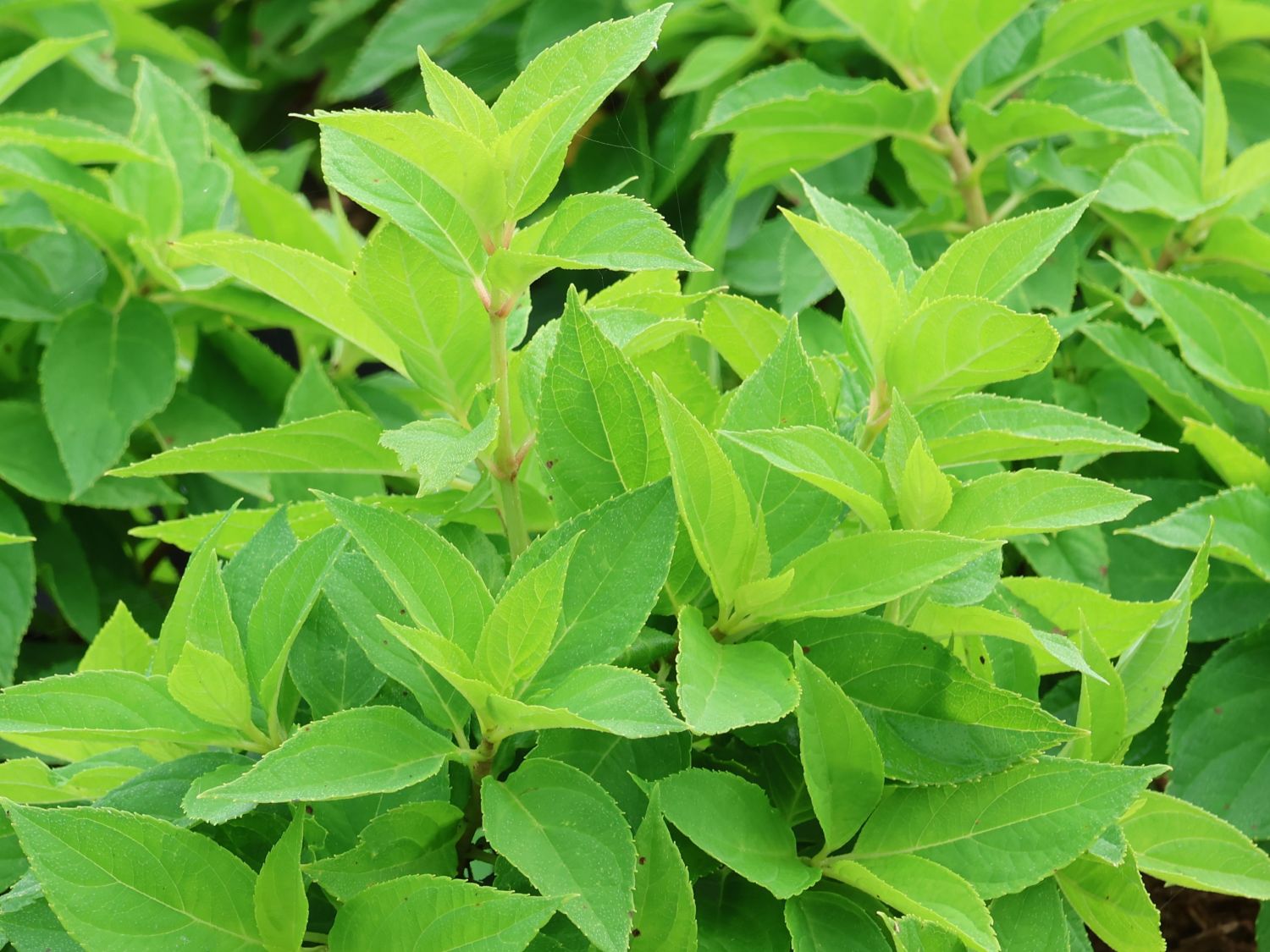 Zwerg-Rispenhortensie 'Little Spooky' - Hydrangea paniculata 'Little Spooky'