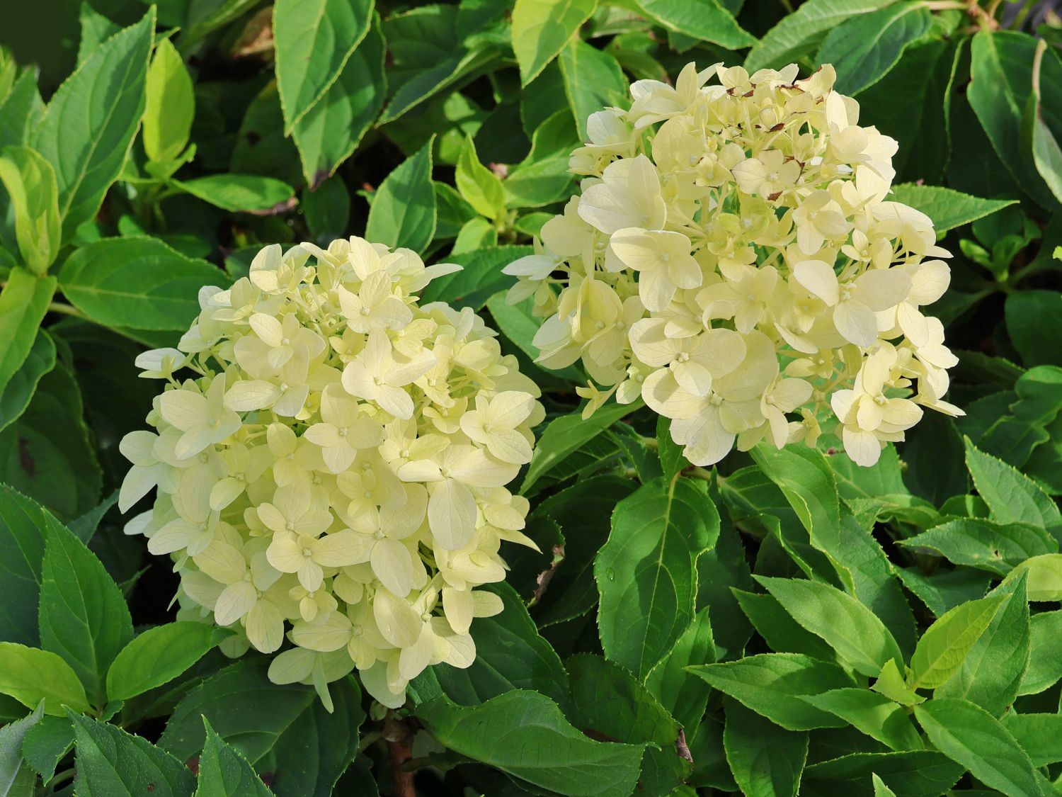 Zwerg-Rispenhortensie 'Little Spooky' - Hydrangea paniculata 'Little Spooky'
