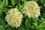 Zwerg-Rispenhortensie 'Little Spooky' - Hydrangea paniculata 'Little Spooky'