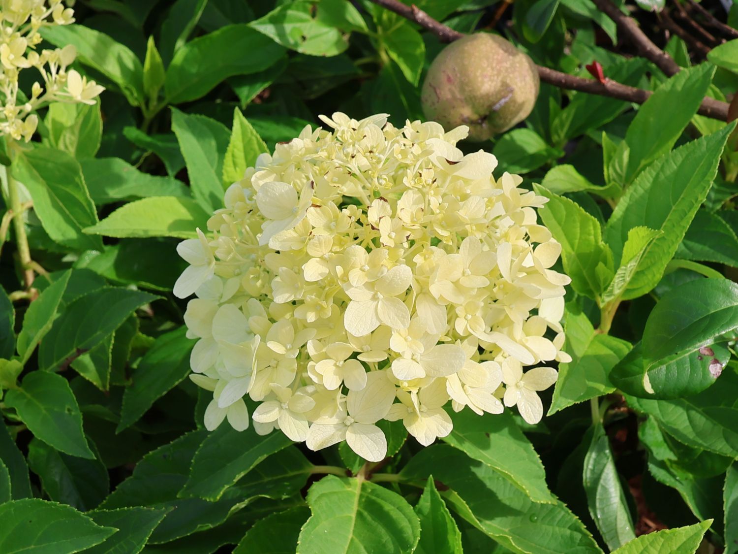 Zwerg-Rispenhortensie 'Little Spooky' - Hydrangea paniculata 'Little Spooky'