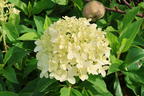 Zwerg-Rispenhortensie 'Little Spooky' - Hydrangea paniculata 'Little Spooky'
