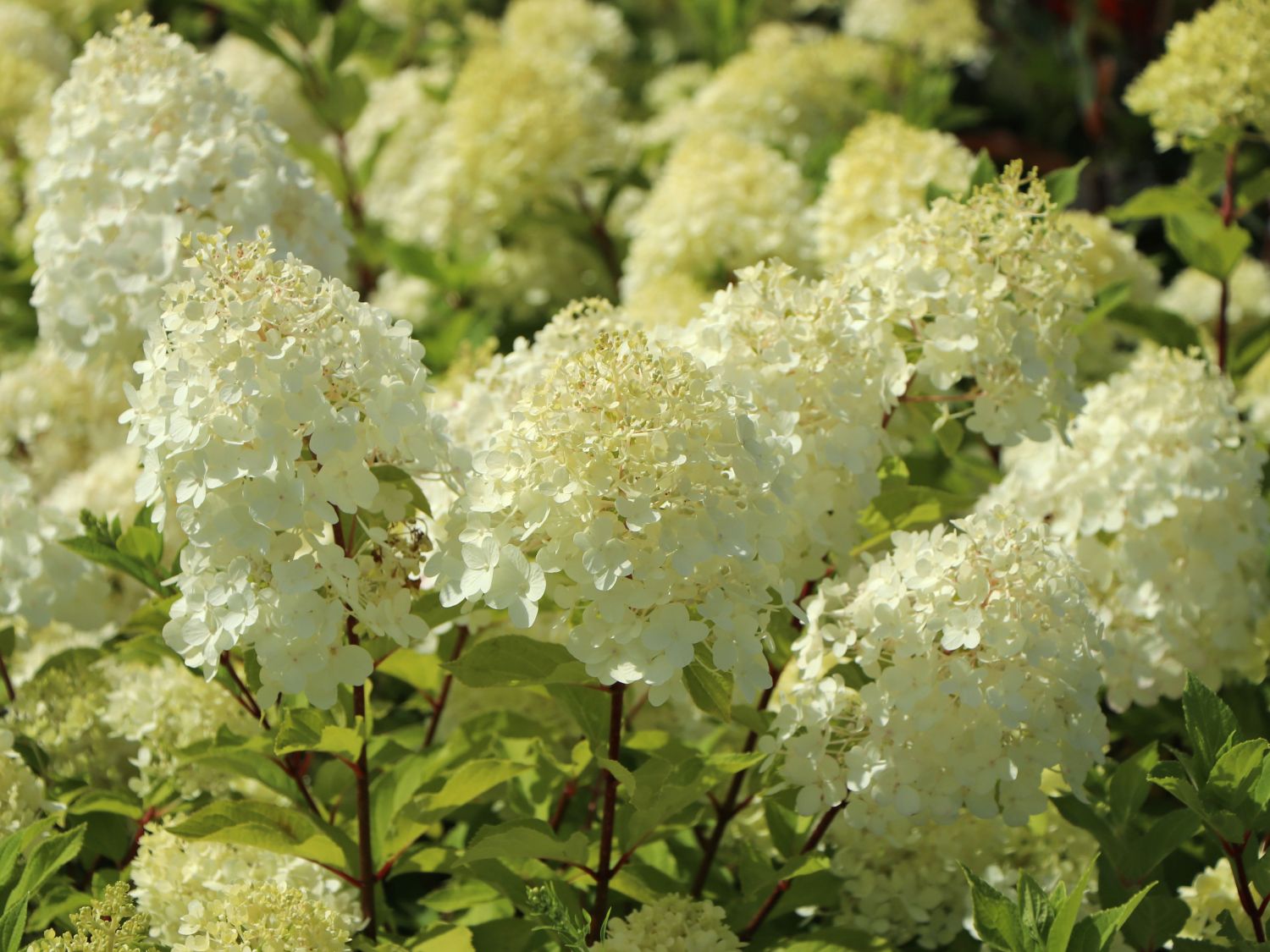 Zwerg-Rispenhortensie 'Mojito' ® - Hydrangea paniculata 'Mojito' ®
