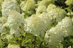 Zwerg-Rispenhortensie 'Mojito' ® - Hydrangea paniculata 'Mojito' ®
