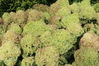 Zwerg-Rispenhortensie 'Mojito' ® - Hydrangea paniculata 'Mojito' ®