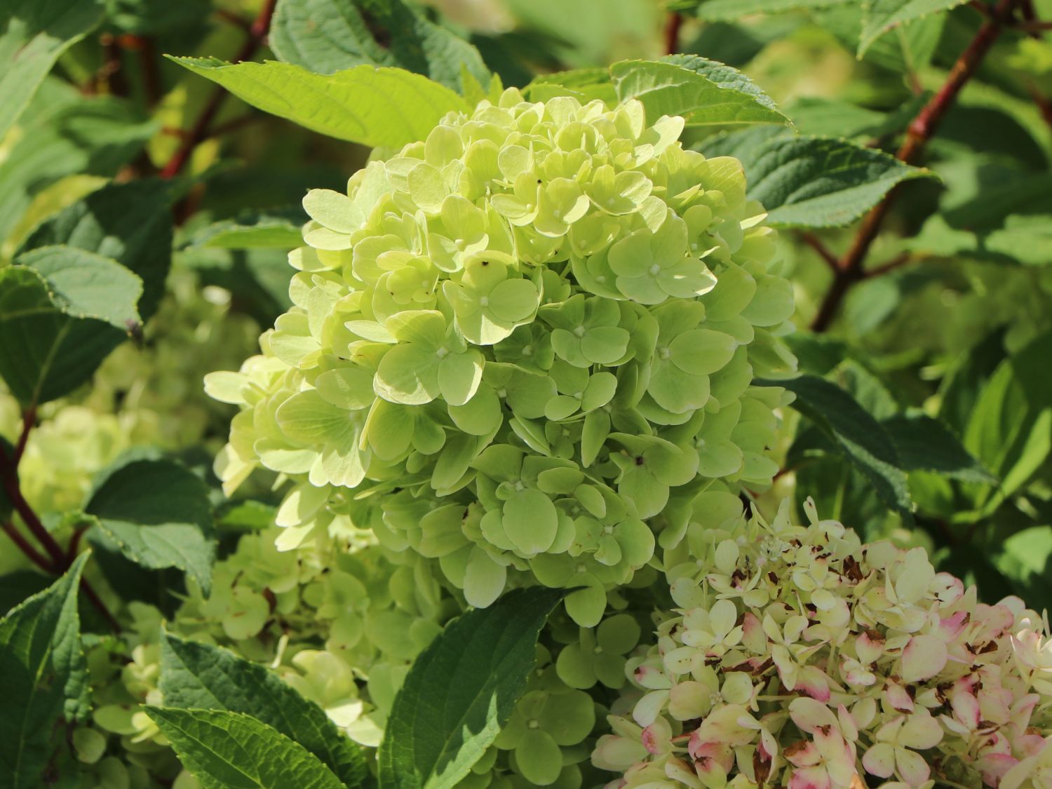 Zwerg-Rispenhortensie 'Mojito' ® - Hydrangea paniculata 'Mojito' ®