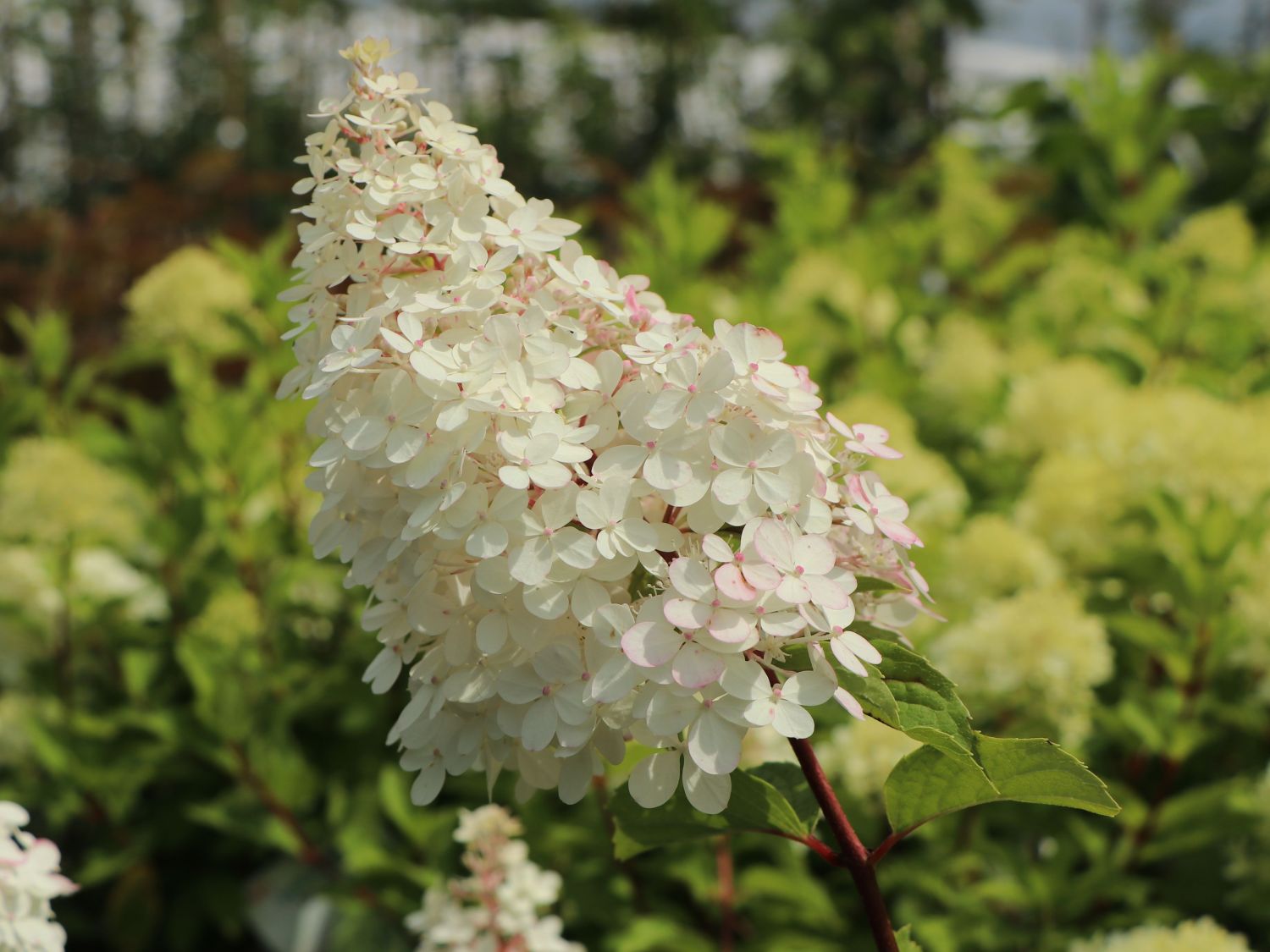 Zwerg-Rispenhortensie 'Mojito' ® - Hydrangea paniculata 'Mojito' ®