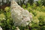 Zwerg-Rispenhortensie 'Mojito' ® - Hydrangea paniculata 'Mojito' ®