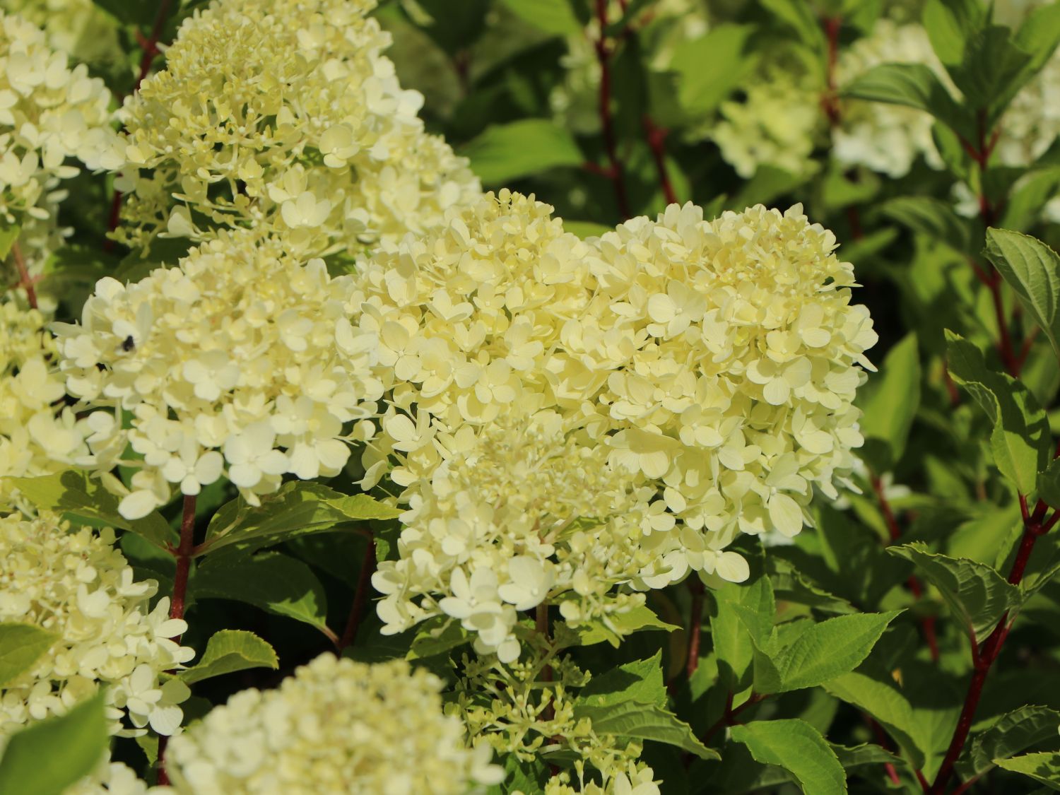 Zwerg-Rispenhortensie 'Mojito' ® - Hydrangea paniculata 'Mojito' ®