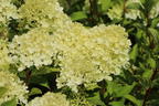 Zwerg-Rispenhortensie 'Mojito' ® - Hydrangea paniculata 'Mojito' ®