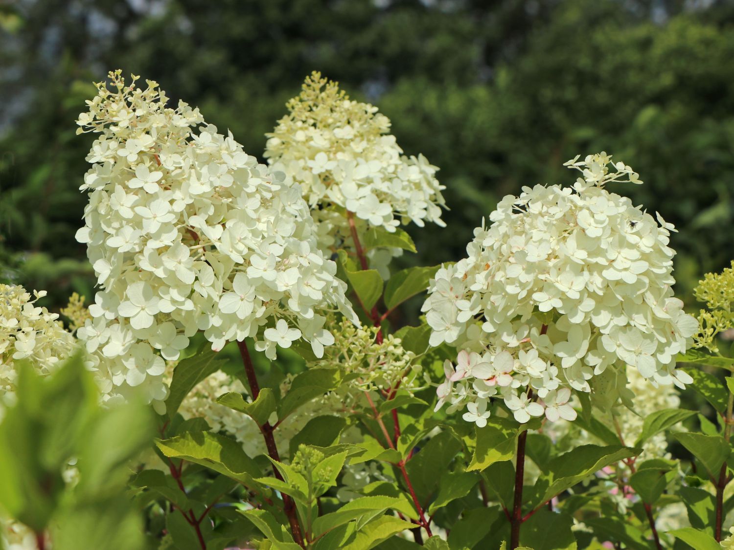 Zwerg-Rispenhortensie 'Mojito' ® - Hydrangea paniculata 'Mojito' ®