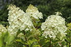 Zwerg-Rispenhortensie 'Mojito' ® - Hydrangea paniculata 'Mojito' ®
