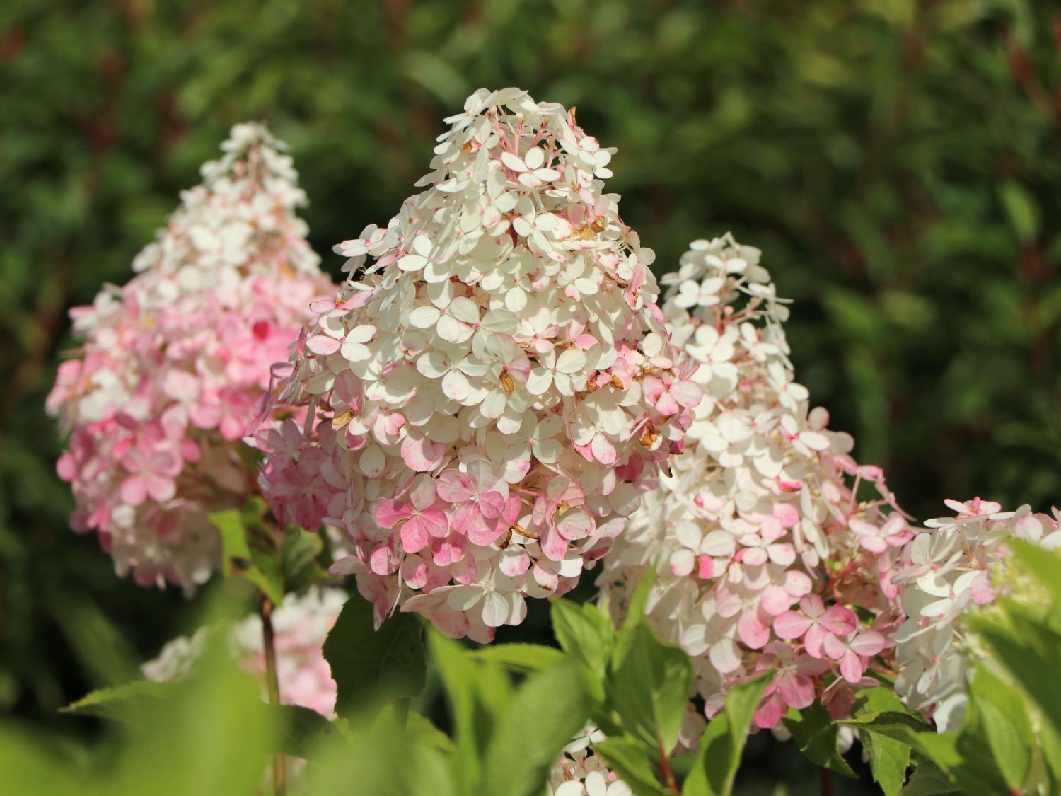 Zwerg-Rispenhortensie 'Mojito' ® - Hydrangea paniculata 'Mojito' ®