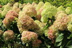 Zwerg-Rispenhortensie 'Mojito' ® - Hydrangea paniculata 'Mojito' ®