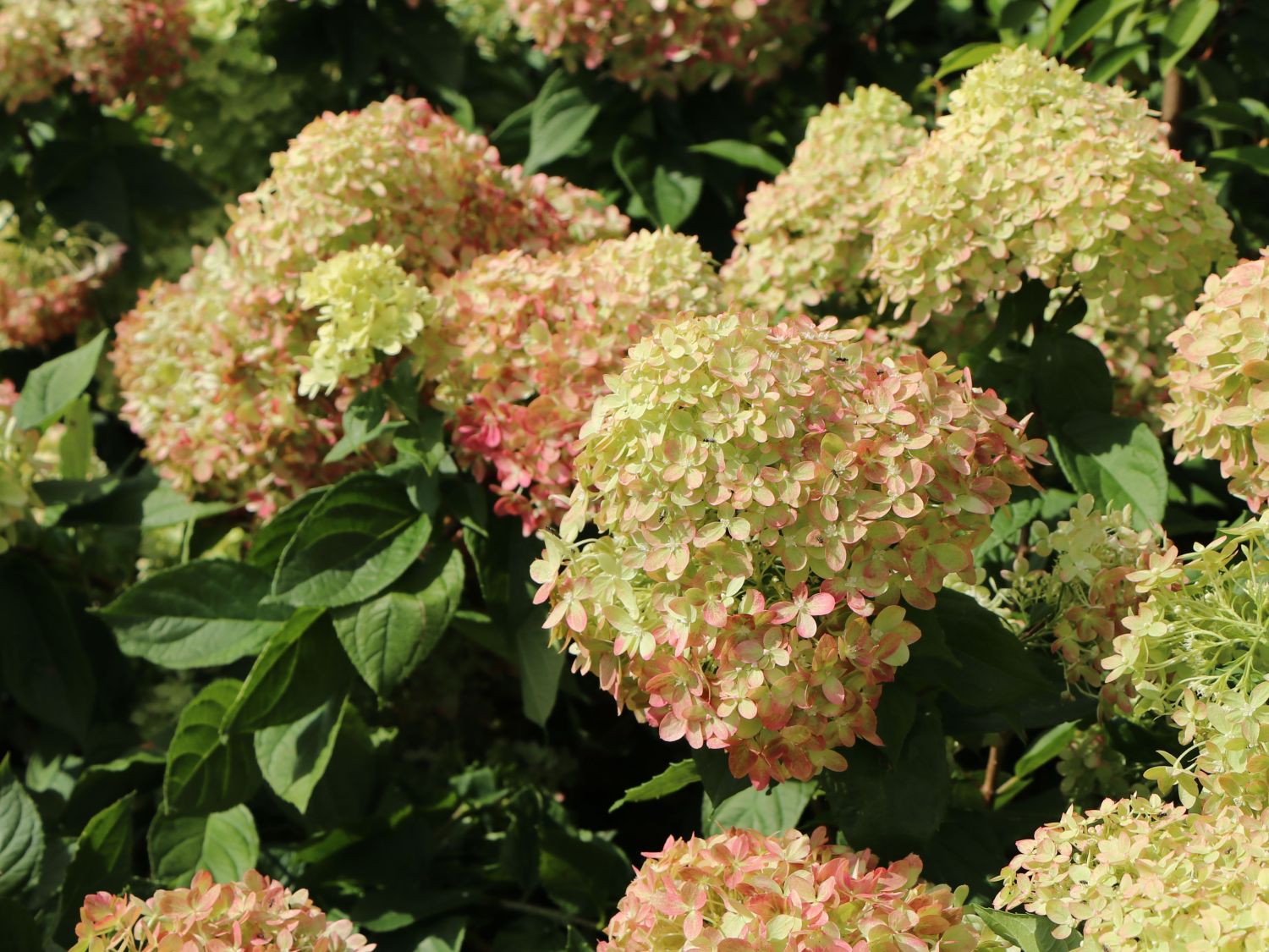 Zwerg-Rispenhortensie 'Mojito' ® - Hydrangea paniculata 'Mojito' ®
