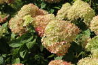 Zwerg-Rispenhortensie 'Mojito' ® - Hydrangea paniculata 'Mojito' ®
