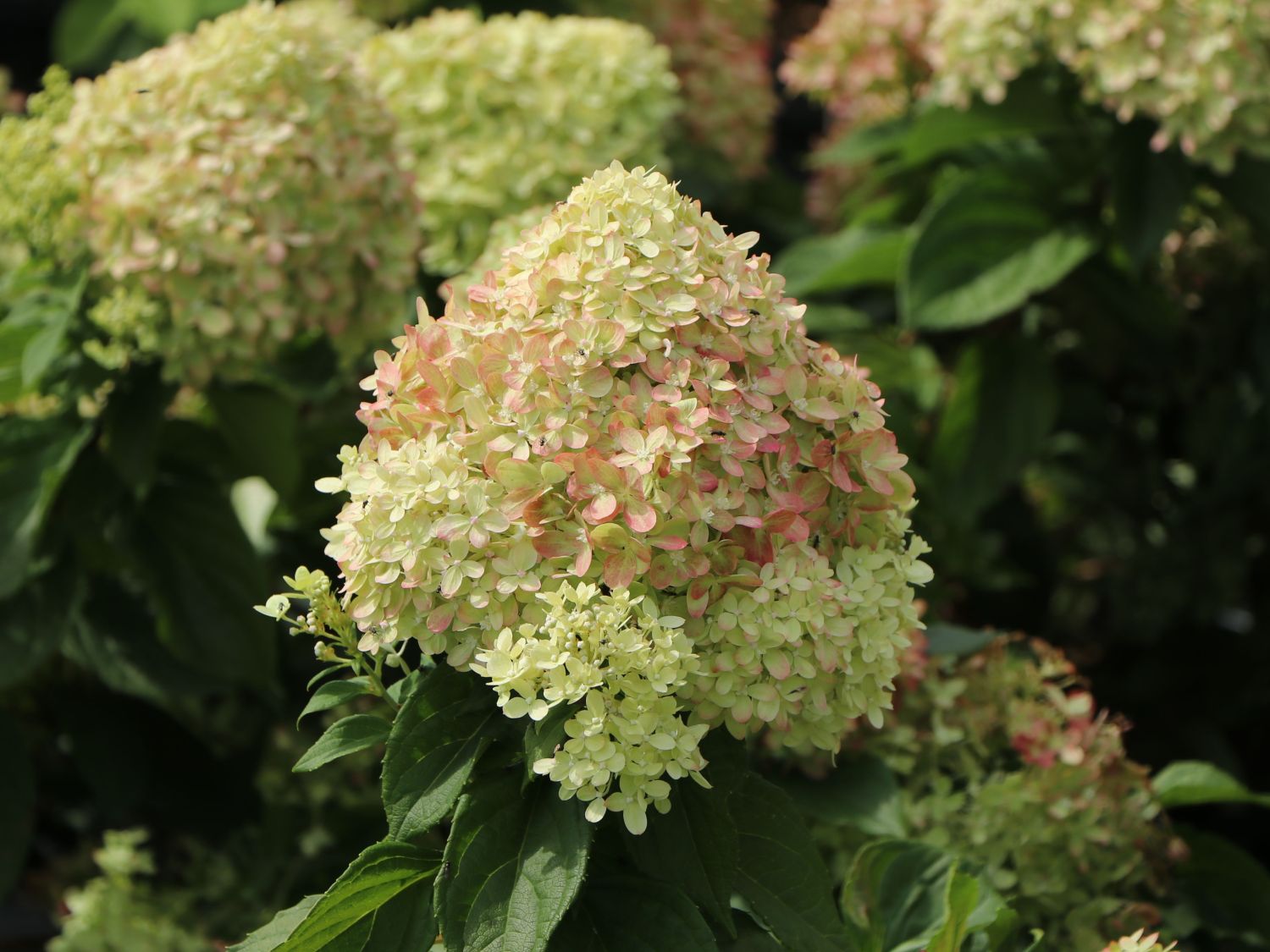 Zwerg-Rispenhortensie 'Mojito' ® - Hydrangea paniculata 'Mojito' ®