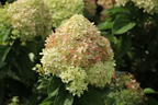 Zwerg-Rispenhortensie 'Mojito' ® - Hydrangea paniculata 'Mojito' ®