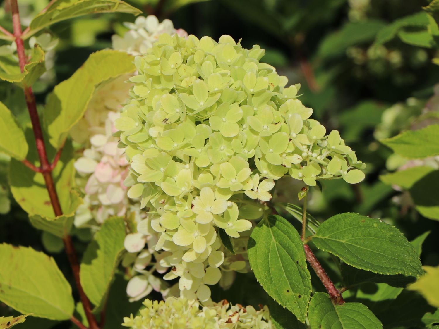 Zwerg-Rispenhortensie 'Mojito' ® - Hydrangea paniculata 'Mojito' ®