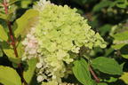 Zwerg-Rispenhortensie 'Mojito' ® - Hydrangea paniculata 'Mojito' ®