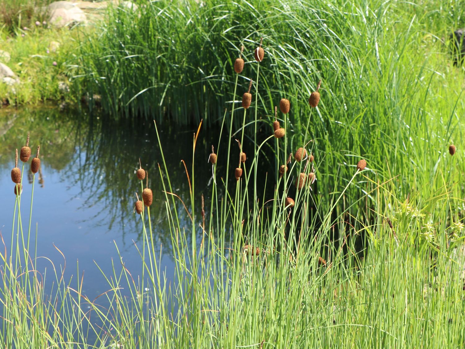 Rohrkolben (Typha)