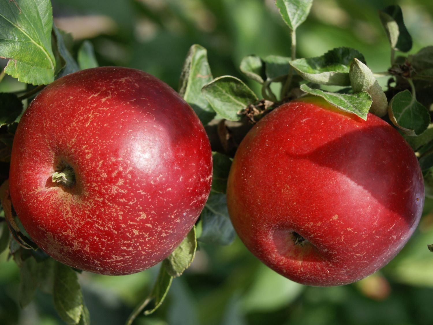 Zwerg-Säulenapfel 'Peke' - Malus 'Peke'