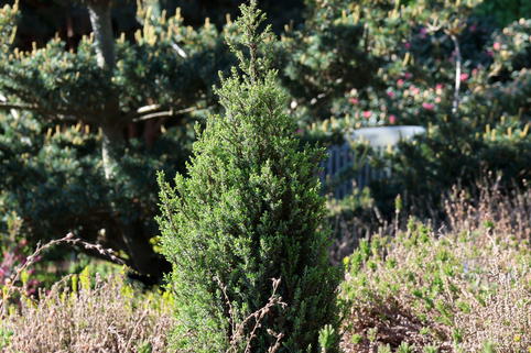 Zwerg-Säulenwacholder 'Compressa' - Juniperus communis 'Compressa'