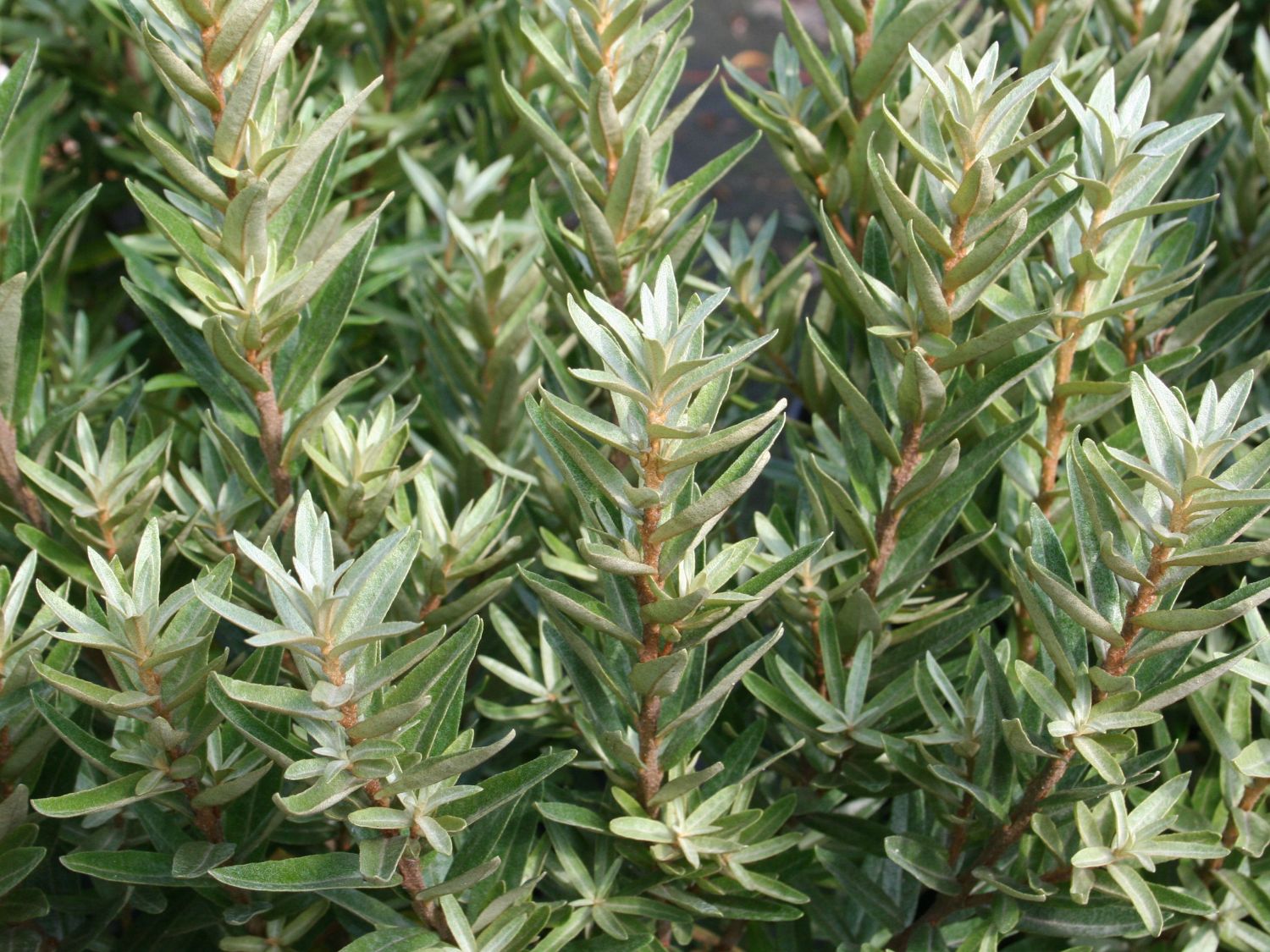 Zwerg-Sanddorn 'Hikul' / 'Silverstar' (männlich)