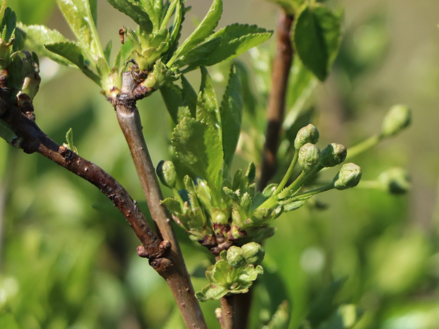 Zwerg Sauerkirsche 'Griotella' ® - Prunus cerasus 'Griotella' ®