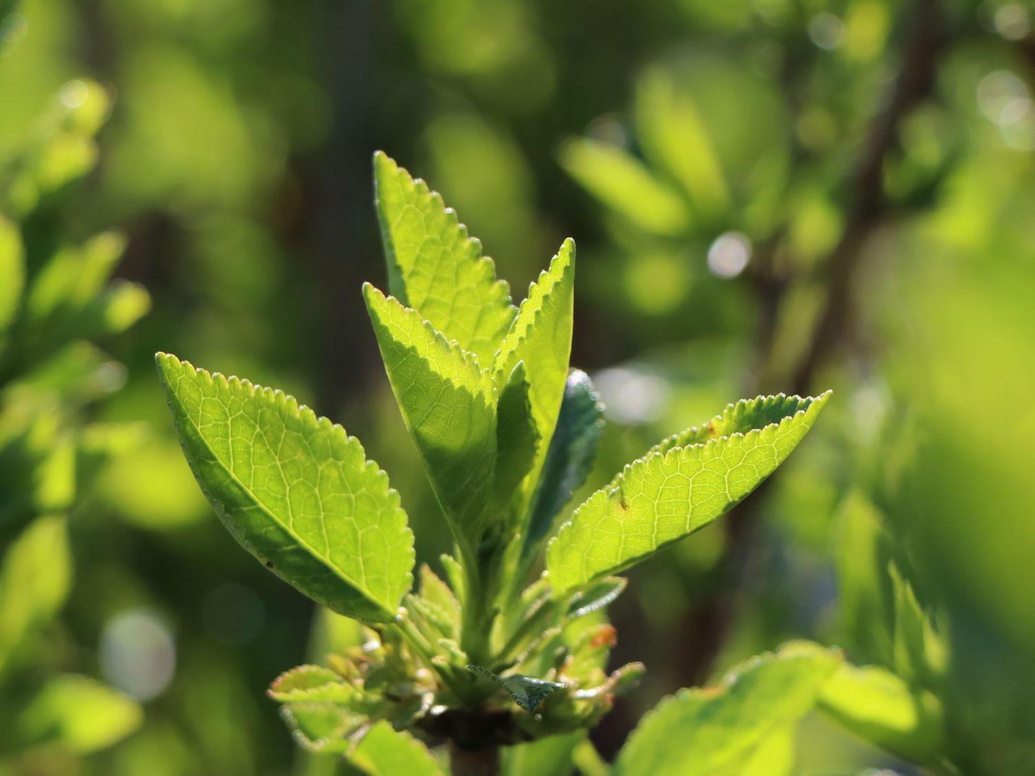 Zwerg Sauerkirsche 'Griotella' ® - Prunus cerasus 'Griotella' ®