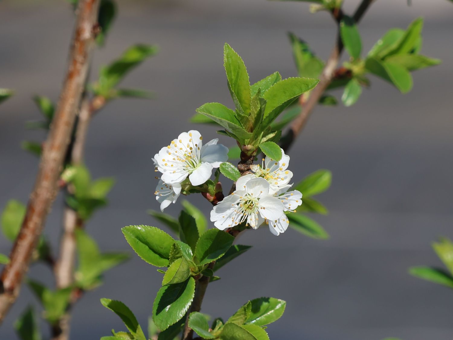 Zwerg-Sauerkirsche 'Piemont'