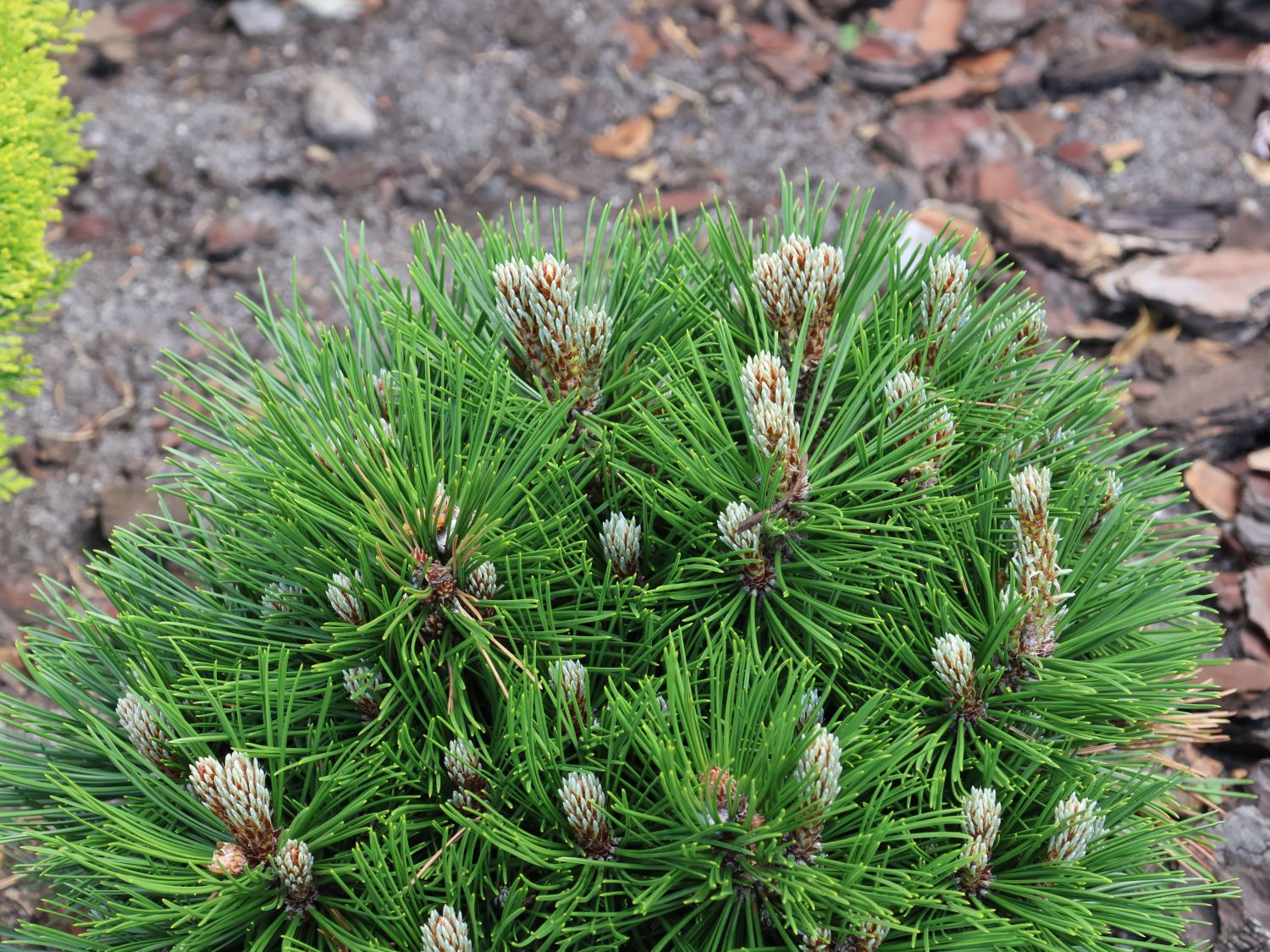 Zwerg-Schlangenhautkiefer 'Smidtii'