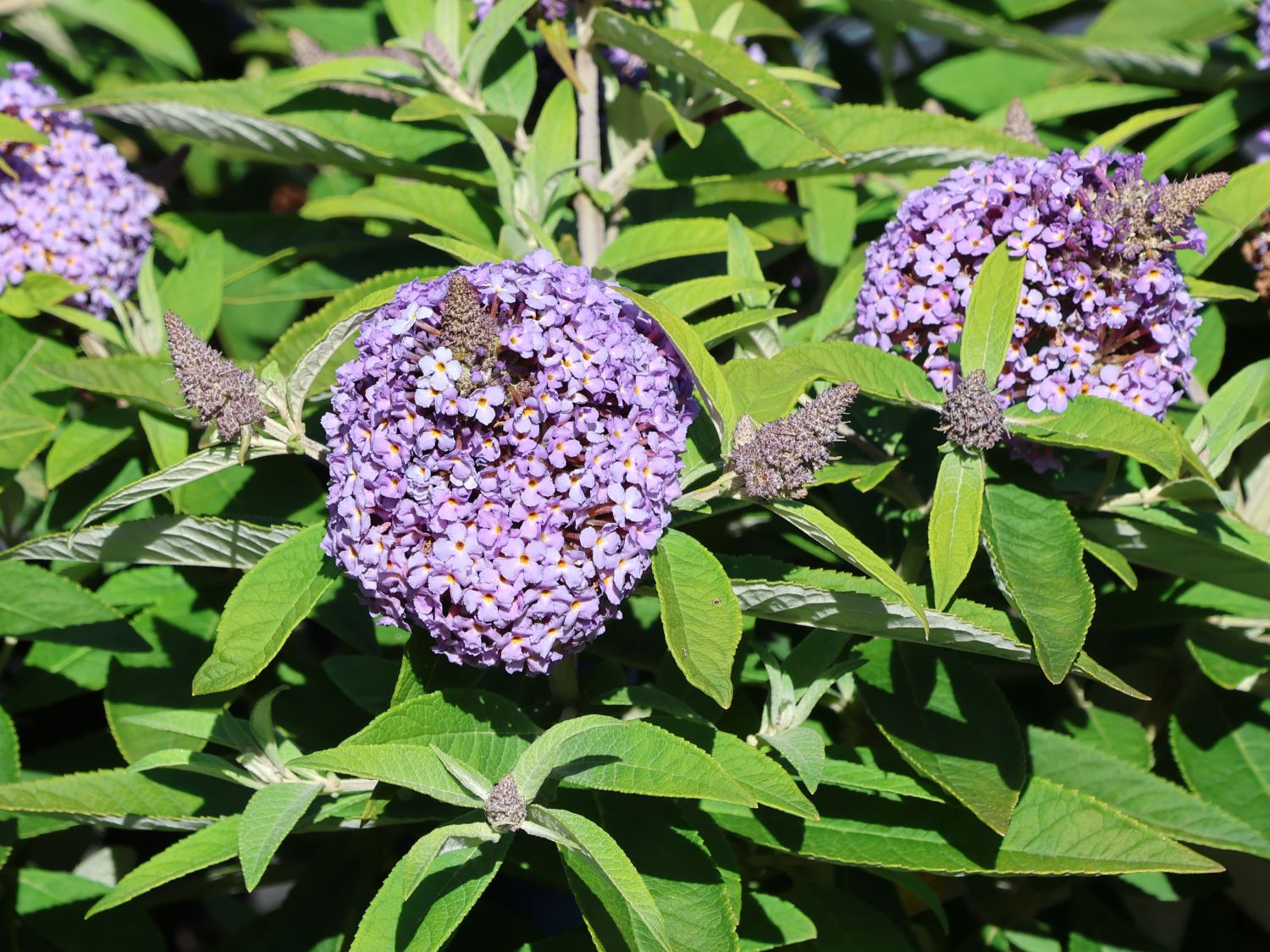 Zwerg-Schmetterlingsflieder / Zwerg-Sommerflieder Butterfly Candy ® 'Lila Sweetheart' - Buddleja davidii Butterfly Candy ® 'Lila Sweetheart'