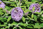 Zwerg-Schmetterlingsflieder / Zwerg-Sommerflieder Butterfly Candy ® 'Lila Sweetheart' - Buddleja davidii Butterfly Candy ® 'Lila Sweetheart'
