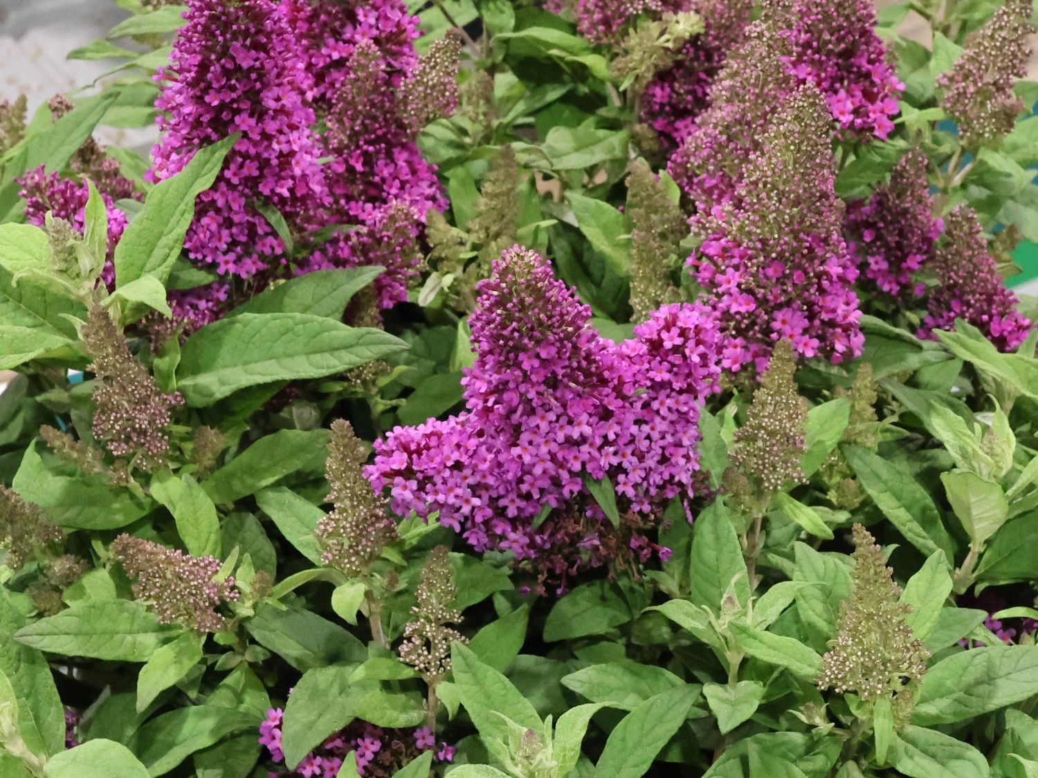 Zwerg-Schmetterlingsflieder / Zwerg-Sommerflieder Butterfly Candy ® 'Little Cerise'