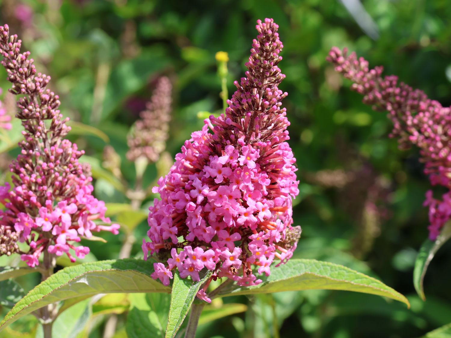 Zwerg-Schmetterlingsflieder / Zwerg-Sommerflieder Butterfly Candy ® 'Little Pink'