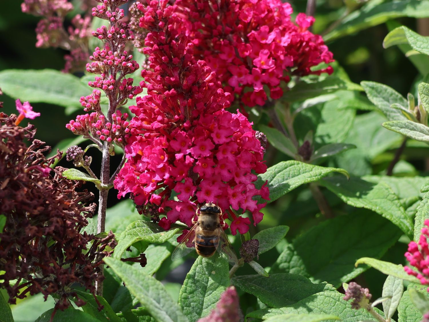 Zwerg-Schmetterlingsflieder / Zwerg-Sommerflieder Butterfly Candy ® 'Little Ruby' - Buddleja davidii Butterfly Candy ® 'Little Ruby'